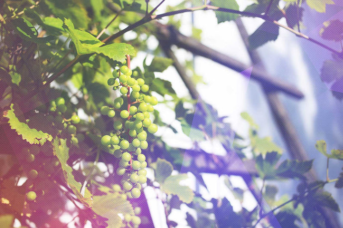 The priority in your Church: the vine or the trellis?