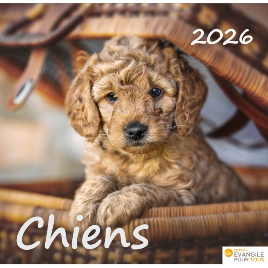 CALENDRIER DE BUREAU CHIENS 2026
